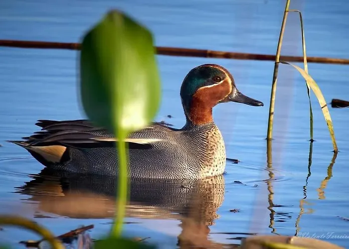 Casa Da Mareria * Gafanha da Boa Hora