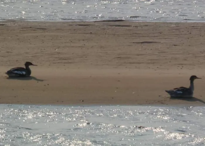 Ferienhaus Casa Da Mareria Gafanha da Boa Hora
